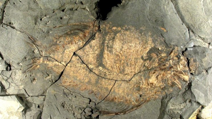 immagine punto di interesse Museo Geopaleontologico di Cava Bomba