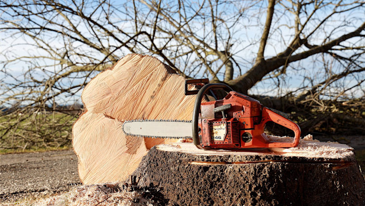 Foto di taglio alberi con motosega